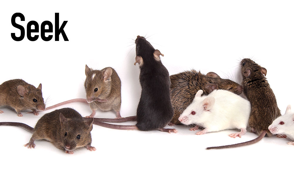 Photo of mice