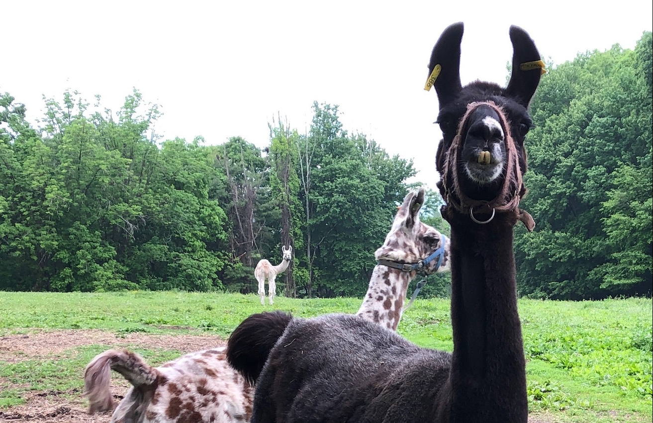 Llama antibodies COVID