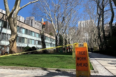 Tree removal