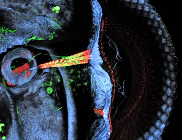 The surface of the fly's eye is on the right with bands of highlighted muscle in orange attached to the back side of the eye. 