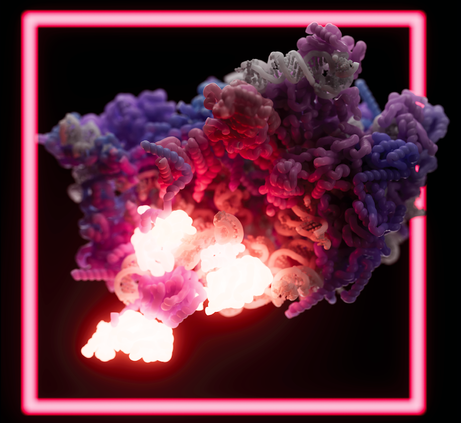 ribosome 60s