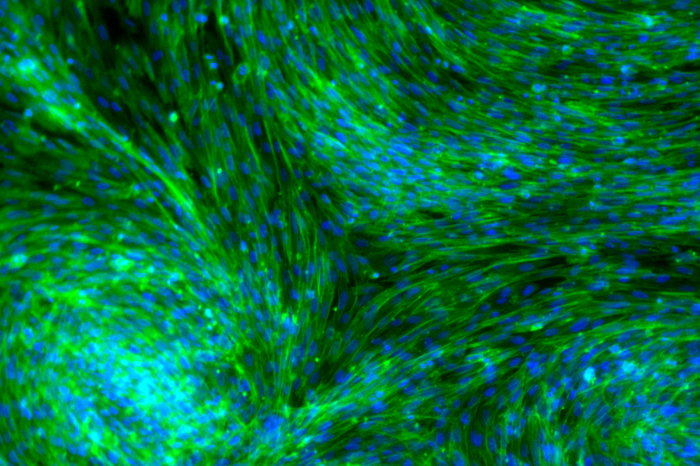 embryonic chicken skin