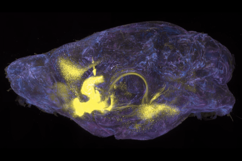 nucleus accumbens mice