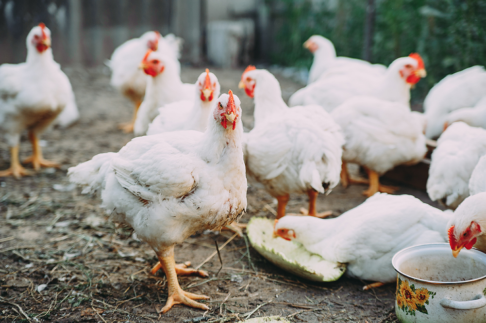 Chickens on a farm