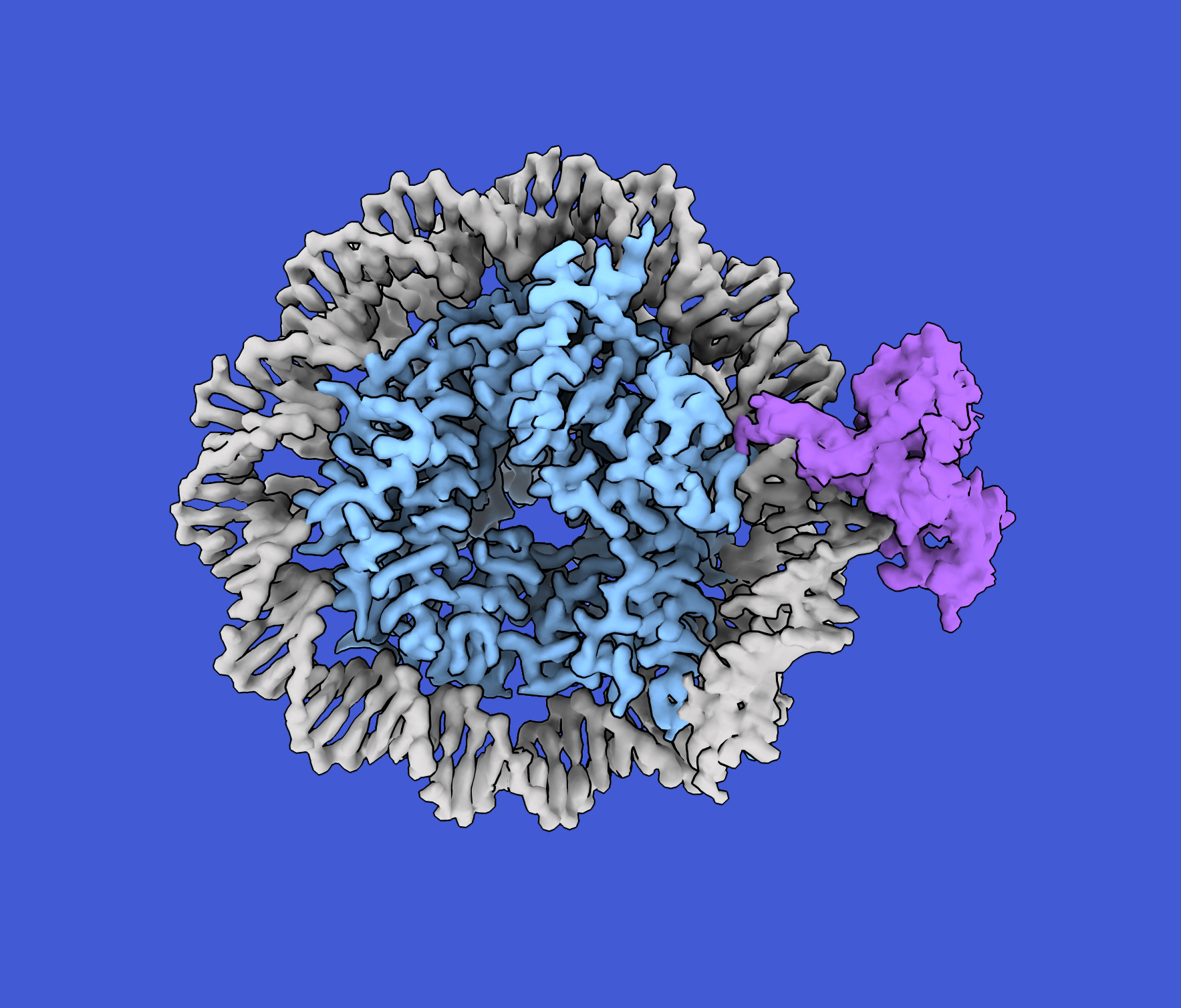 A nucleosome composed of DNA (gray) and histones (blue) with a single hemimethylated cytosine bound by CDCA7 (purple).