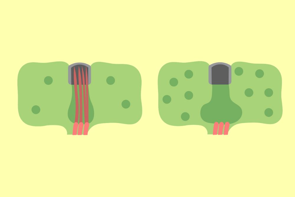 cartoon cilia