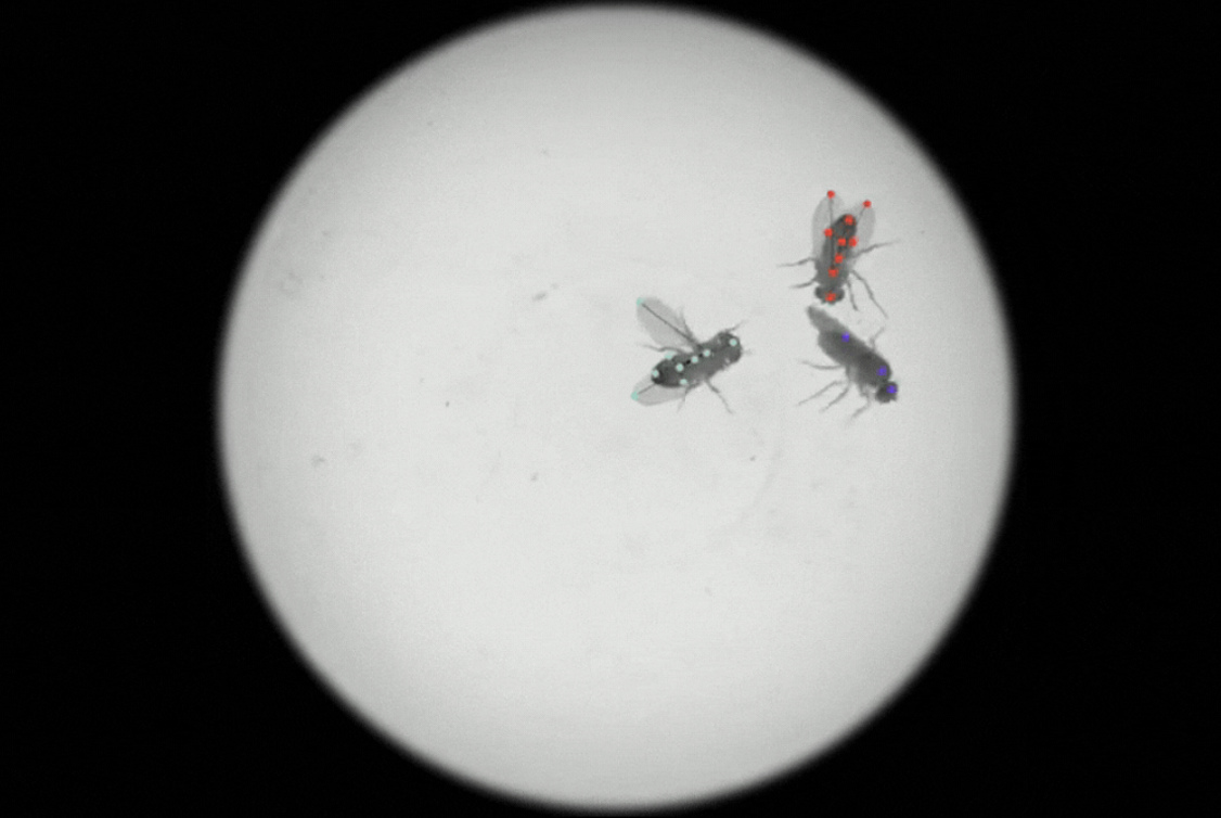 Ruta lab fruit flies