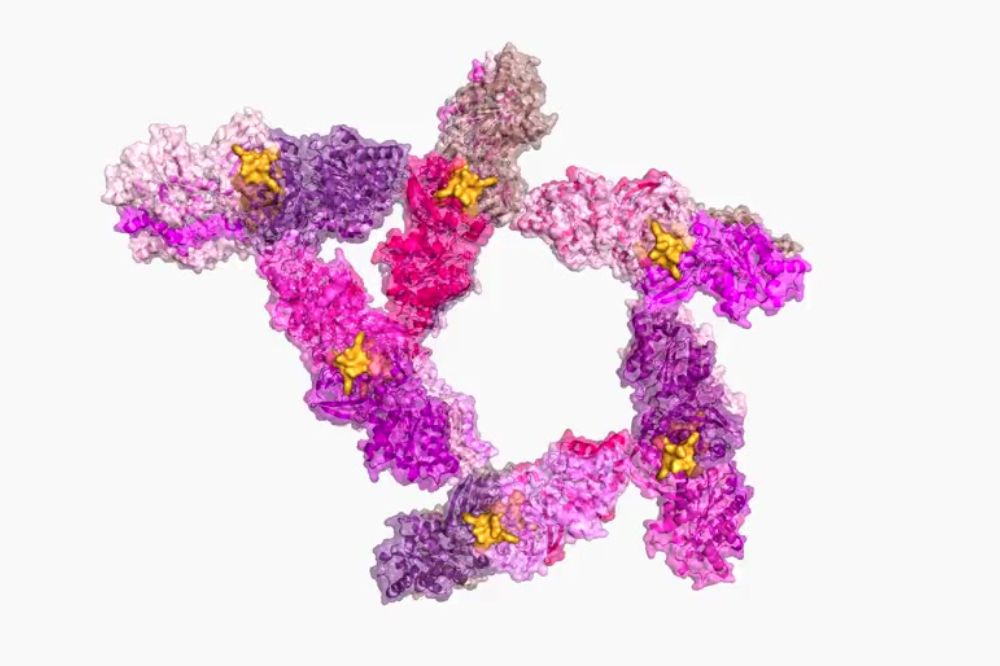 Cat1 monomers in shades of pink and purple, while cA4 glueing the dimers to extend the filament are in orange.