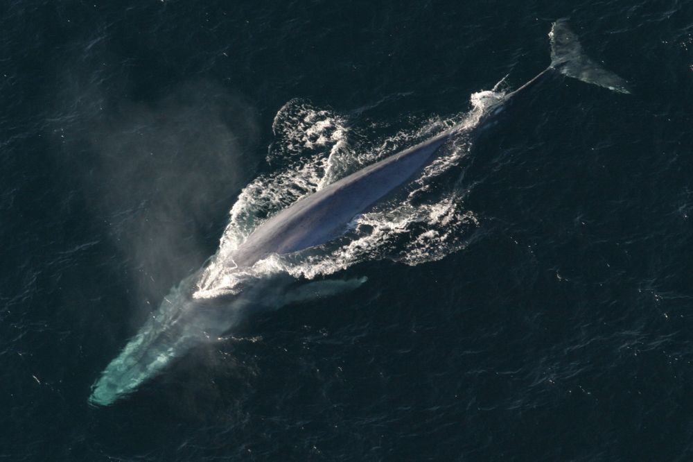 bluewhalejarvis