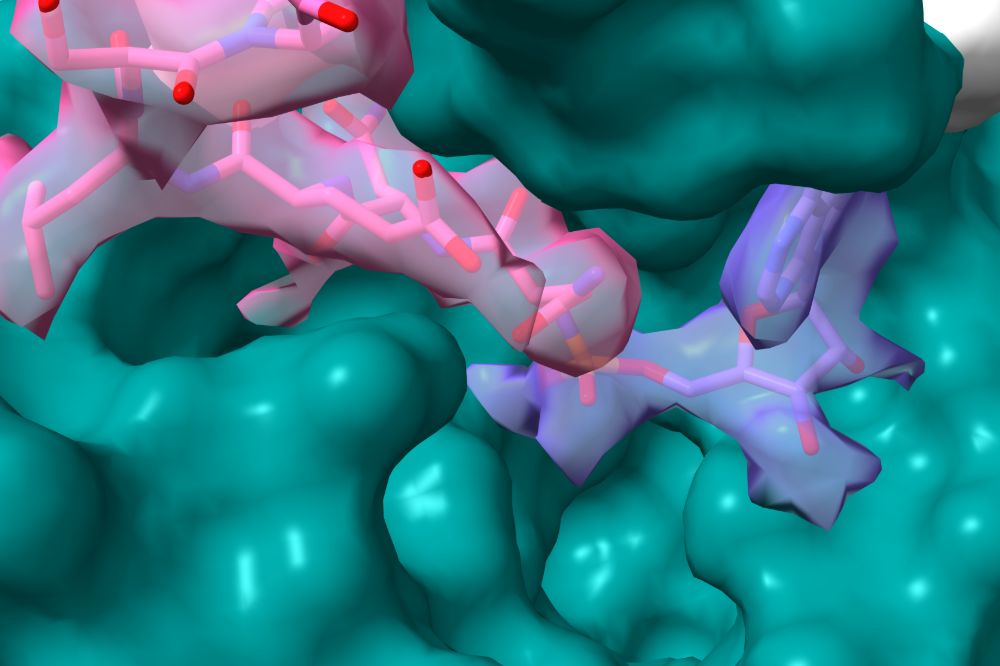 Detail from Small's reprocessed cryo-EM data zooming in on an unoccupied area of the SARS-CoV-2 NiRAN domain.