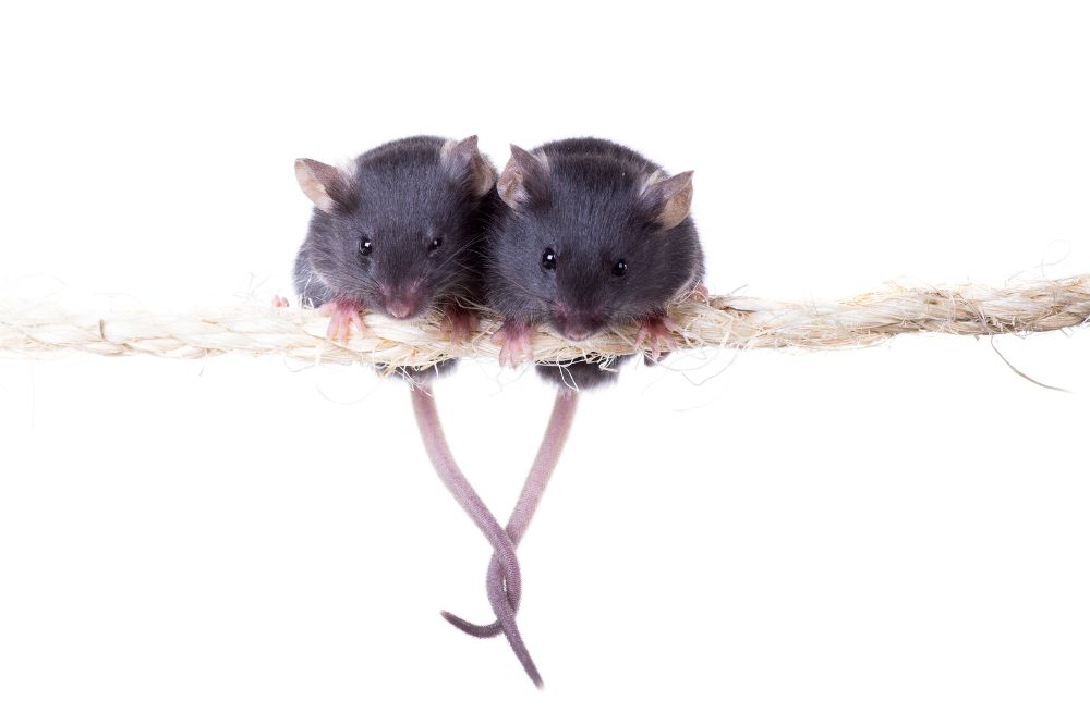 Two gray mice with intertwined tails