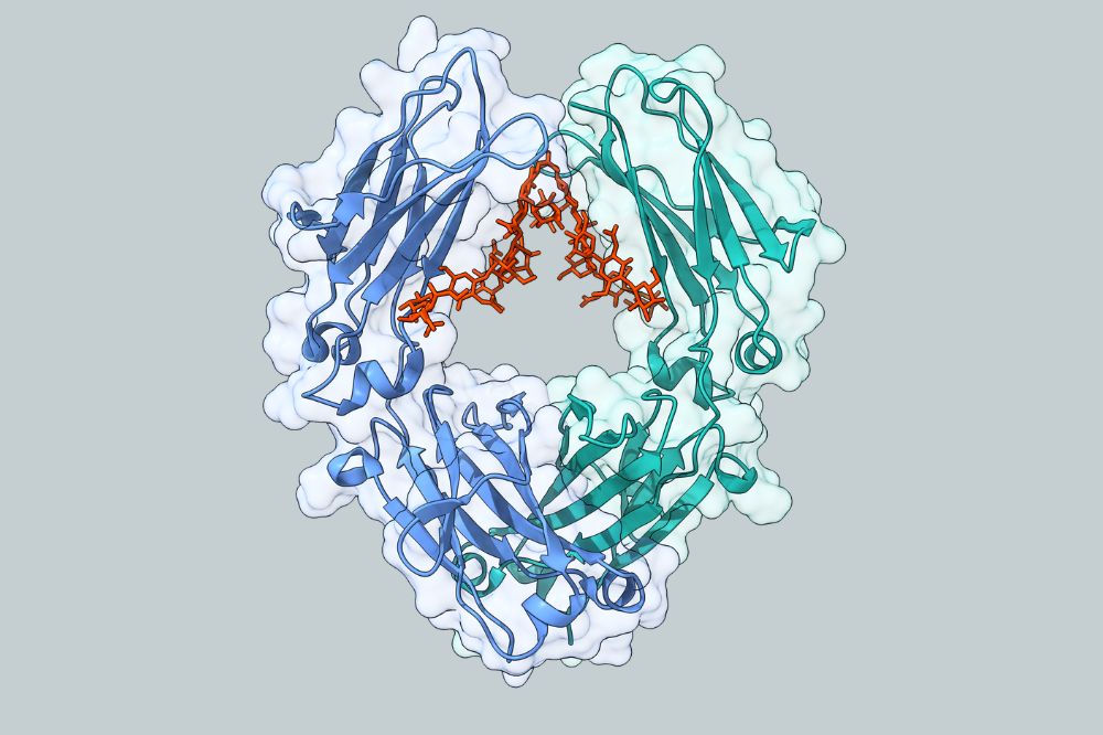 an antibody therapy