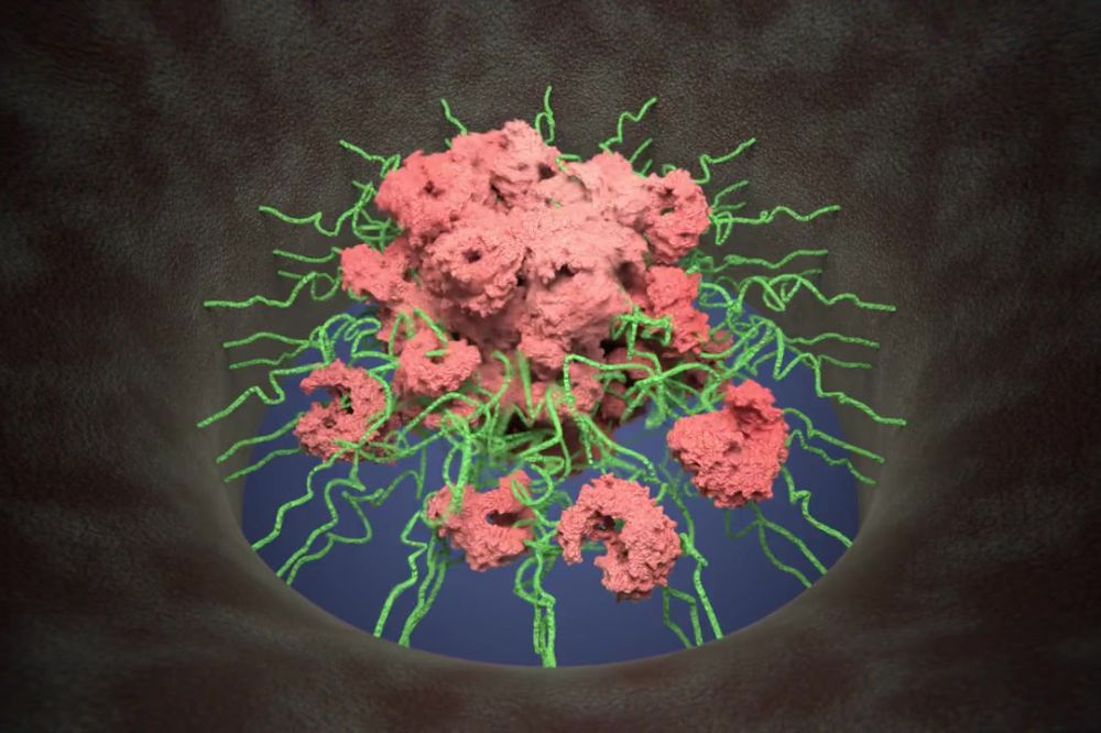https://www.rockefeller.edu/news/38697-new-model-demonstrates-how-a-dynamic-mechanism-regulates-traffic-through-the-nuclear-pore-complex/