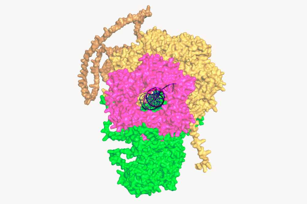 Scientists have discovered that a protein once thought to simply help load a factor necessary for the copying of DNA, plays a key role in ensuring fast and reliable replication—an insight that could inform research into cancer and other diseases. (Credit: O'Donnell lab)