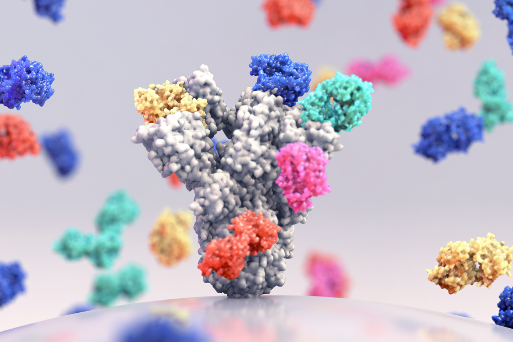 Broadly neutralizing antibodies, illustrated here, arise from rare precursor cells only after a long and complex process of mutation. (iStock/Credit: Design Cells)