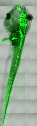 Live Xenopus tadpole expressing a transgenic GFP marker for the nervous system.