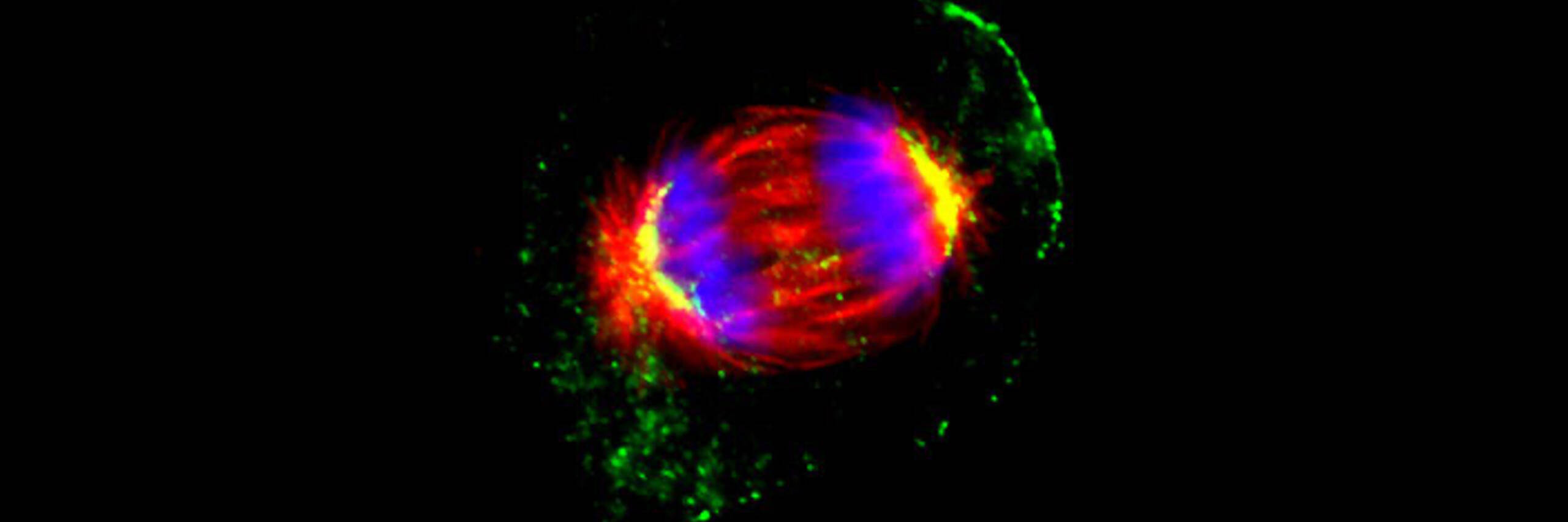 Mitotic keratinocyte