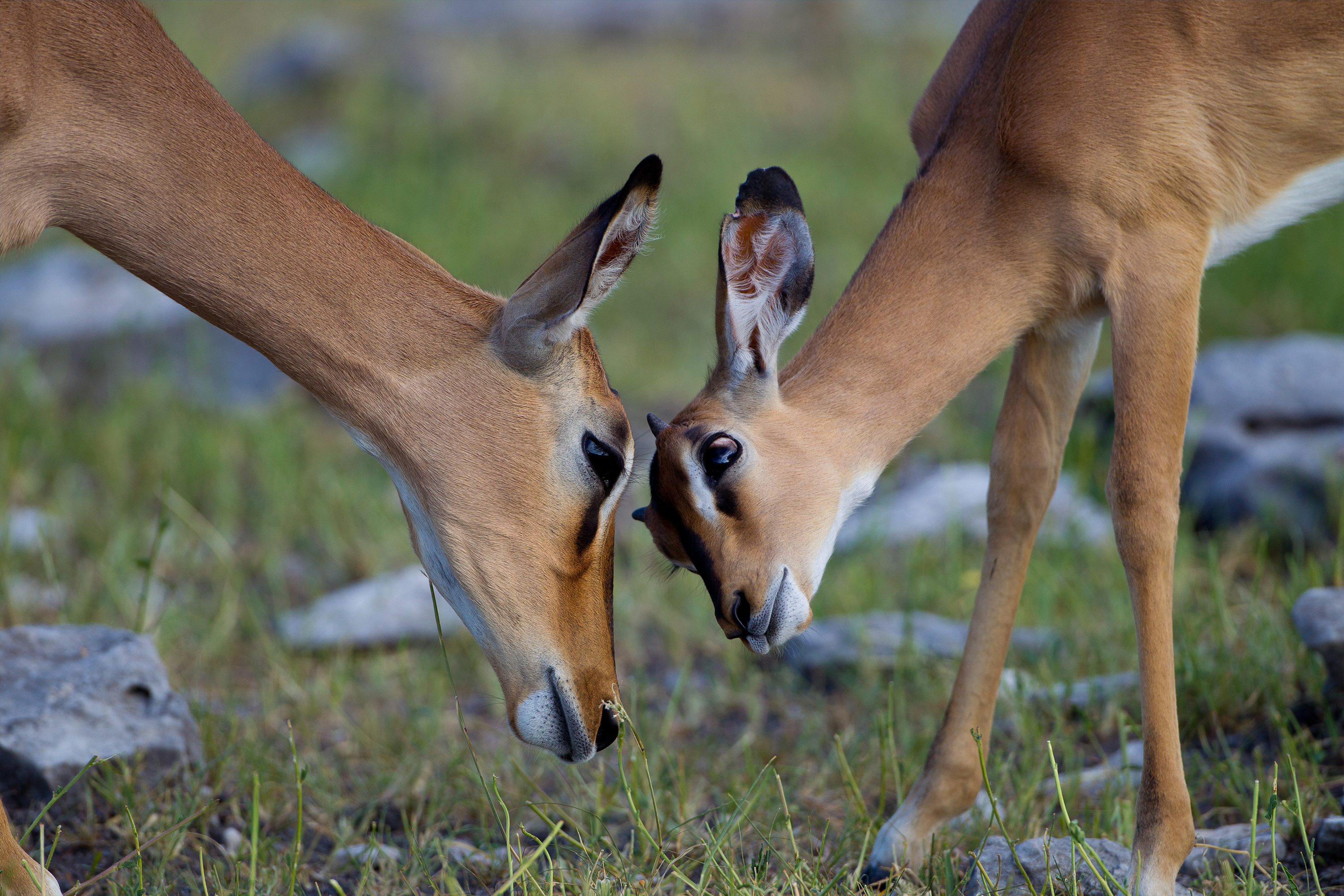Black-faced impala (Aepyceros melampus)