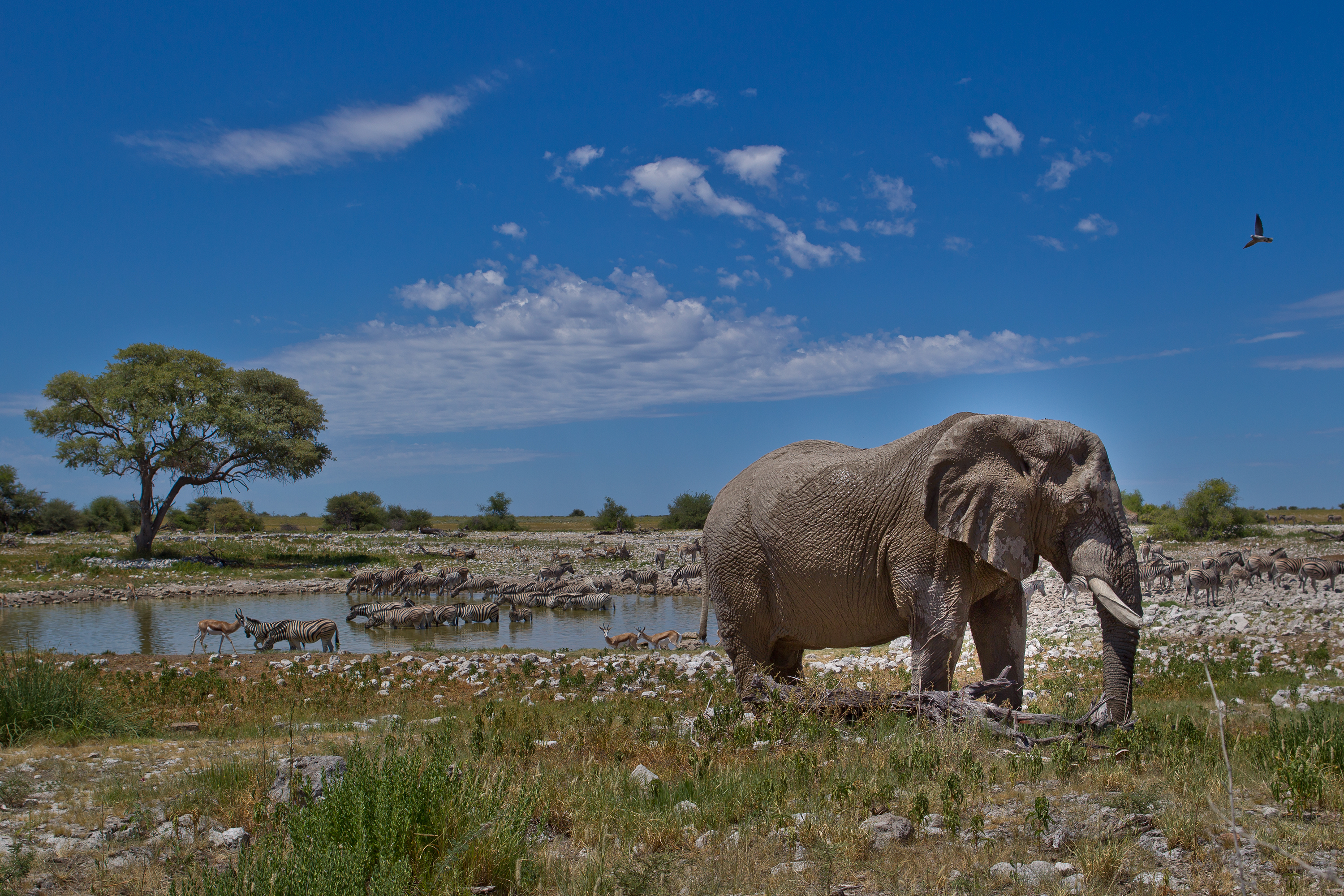African elephant (Loxodonta africana)