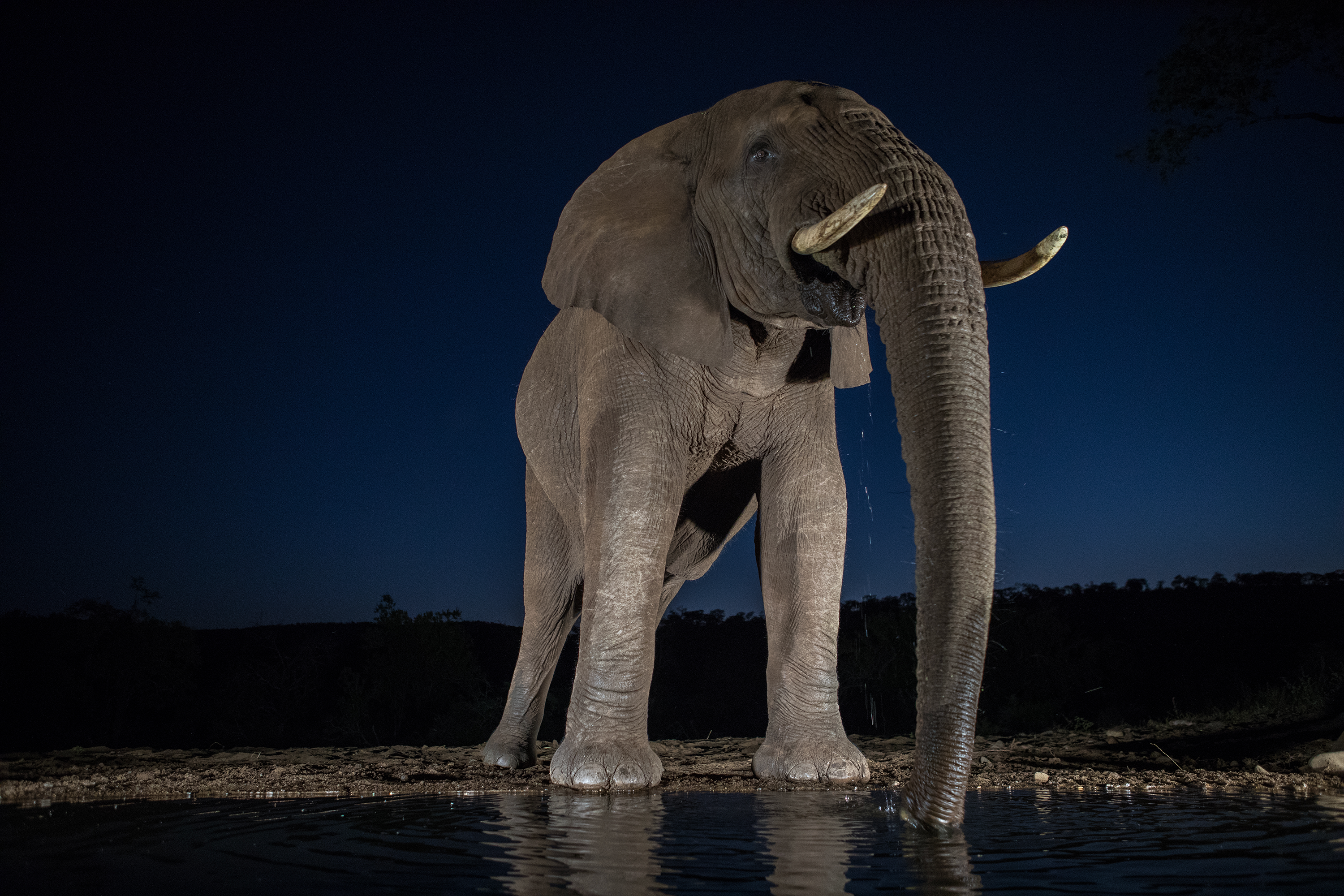African elephant (Loxodonta africana)