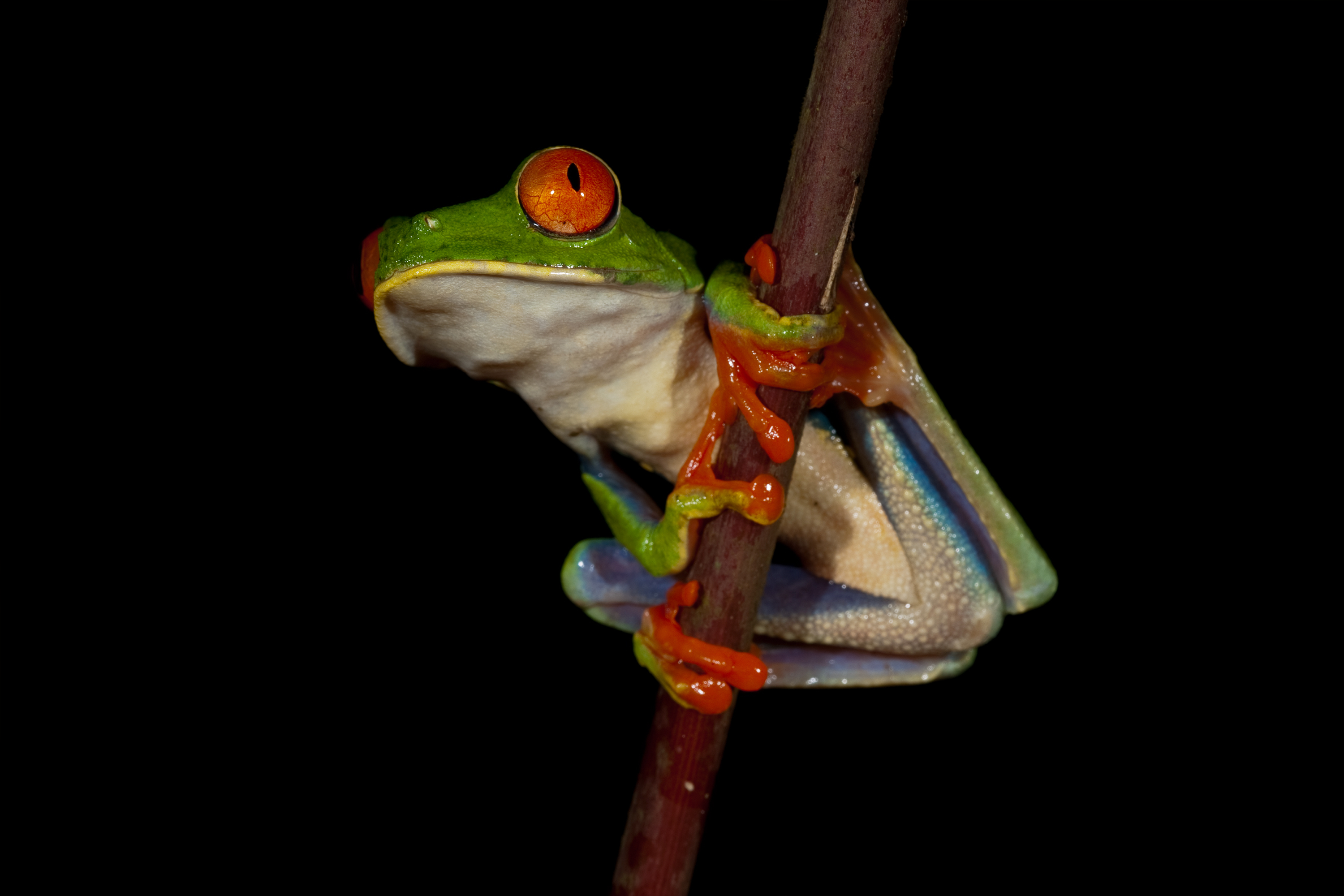 Red-eyed tree frog (Agalychnis callidryas)