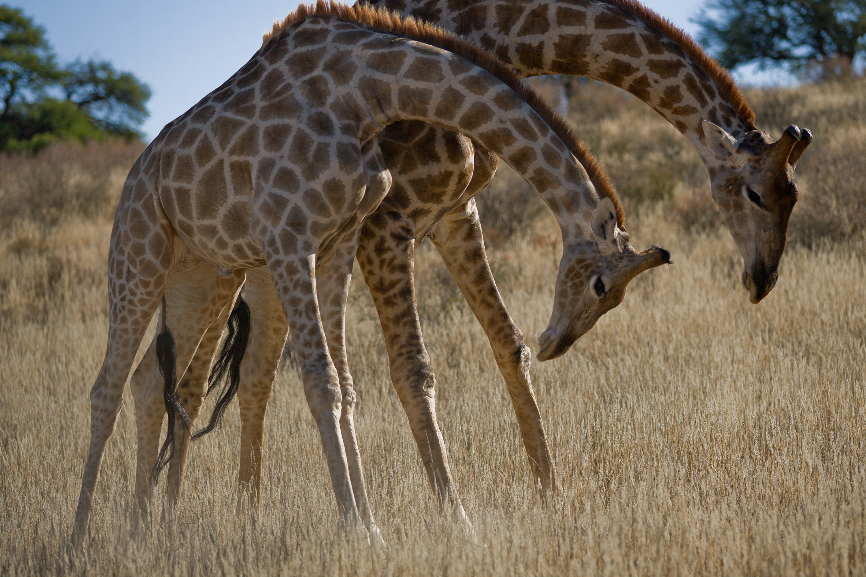 Giraffe (Giraffa camelopardalis)