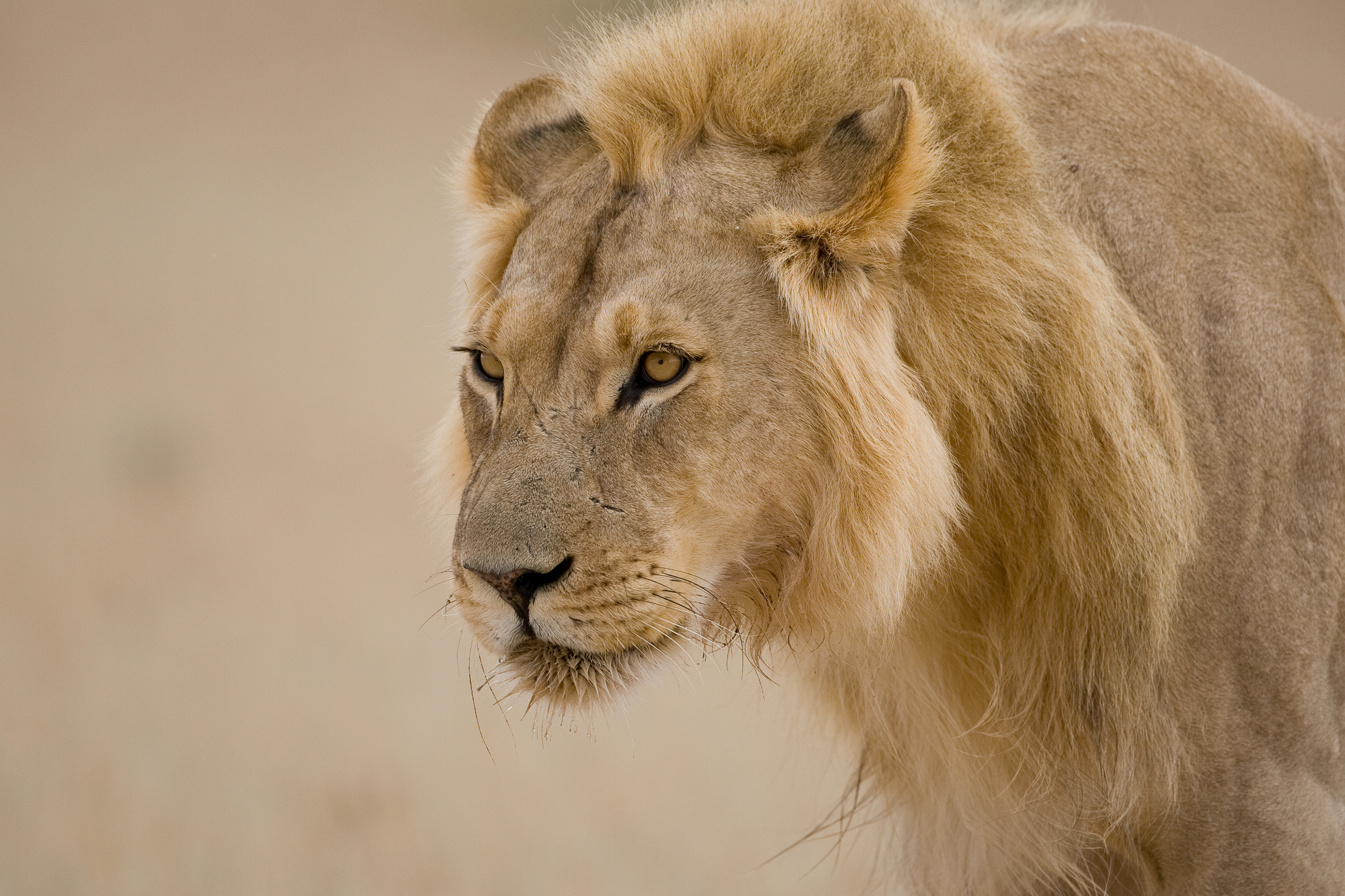 Lion (Panthera leo)