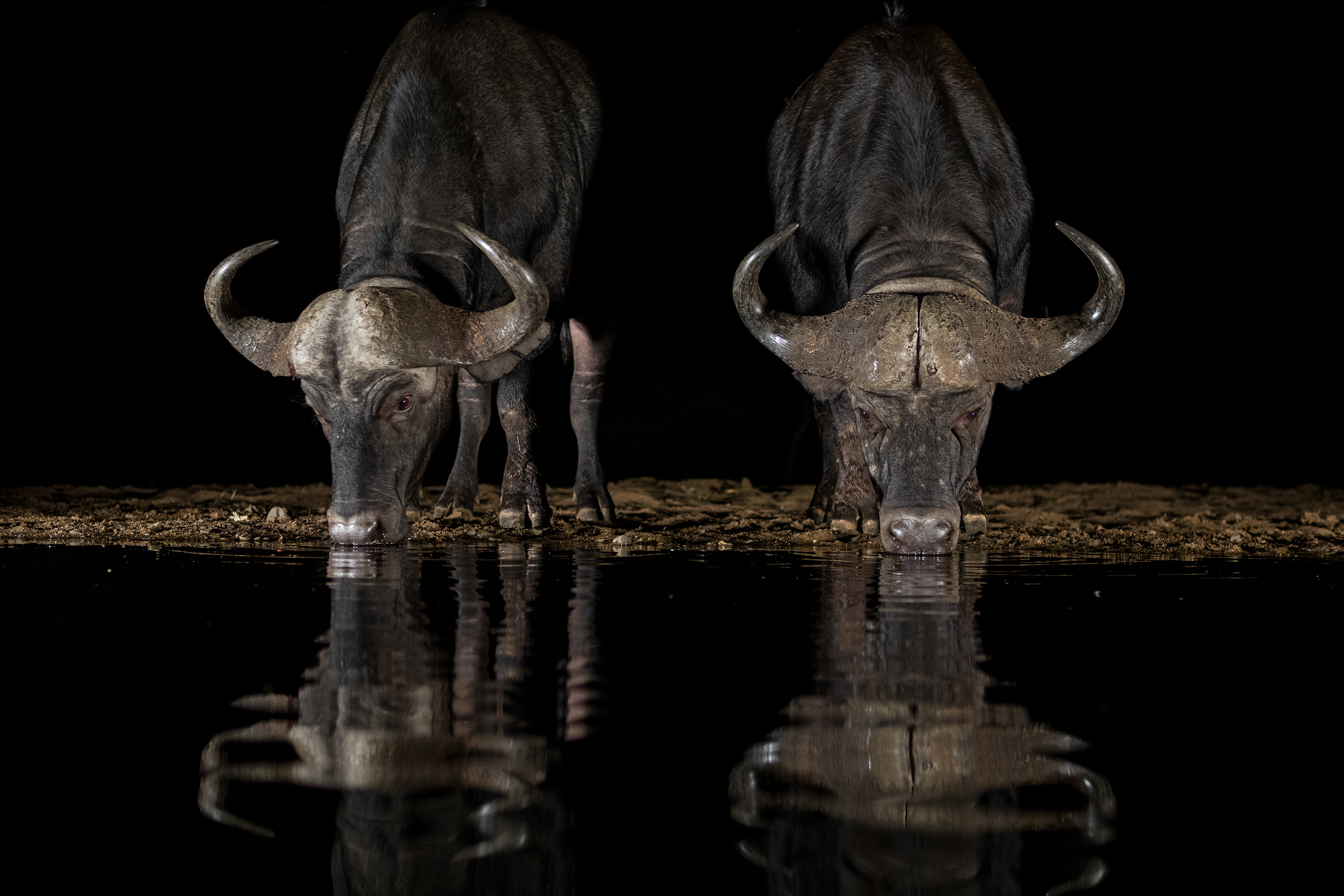 Cape buffalo (Syncerus caffer)