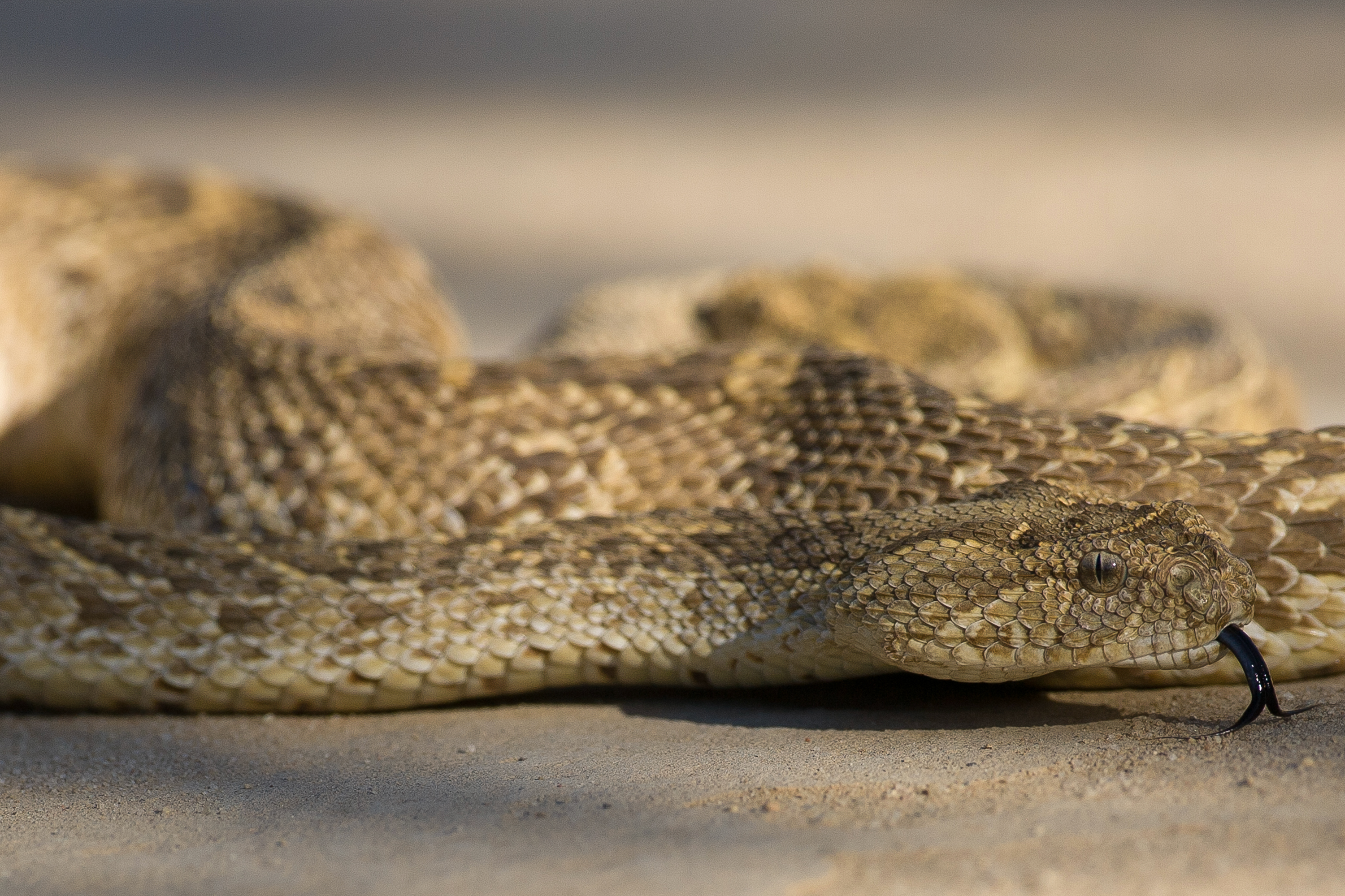 Puff adder (Bitis arietans)
