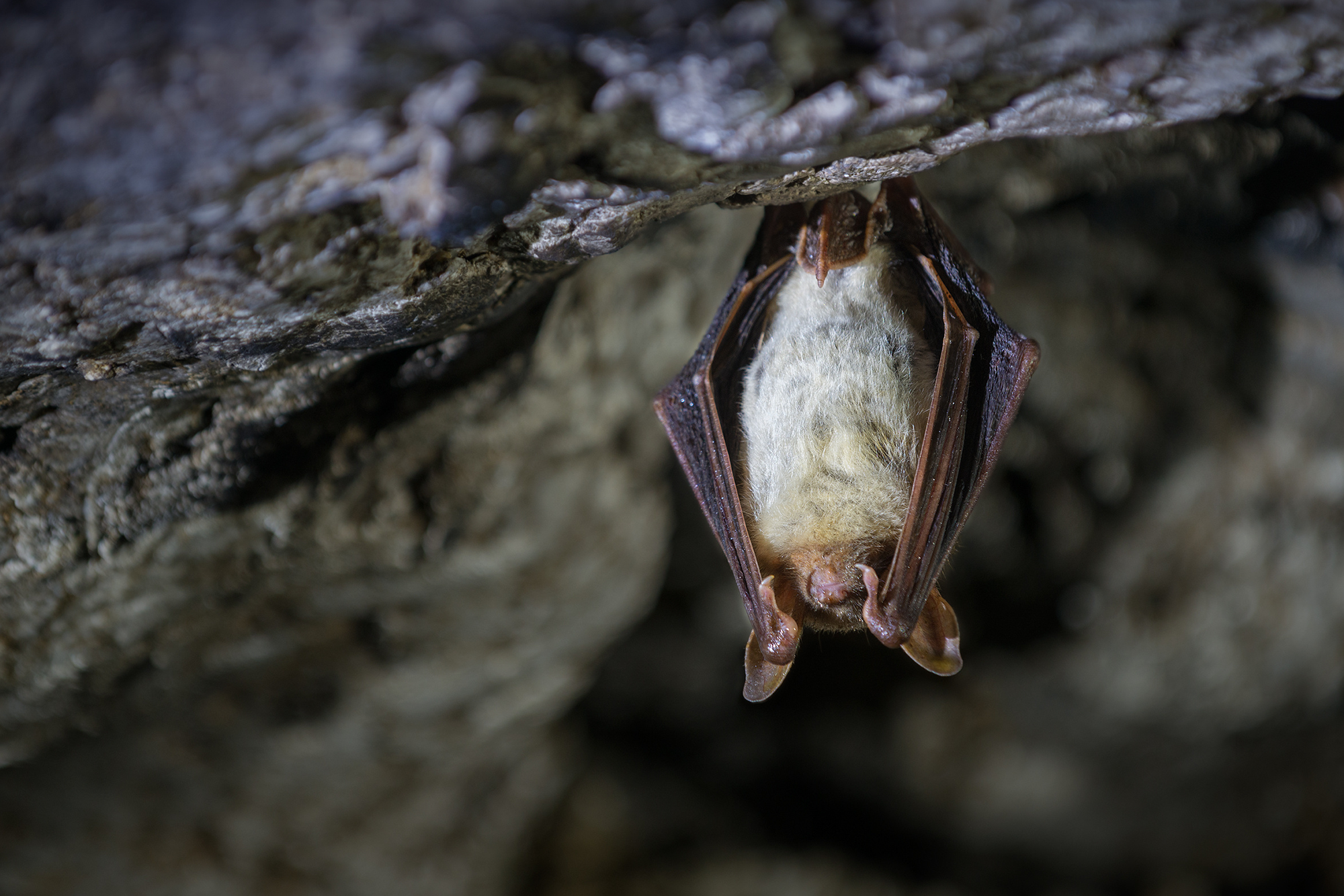 Greater mouse-eared bat (Myotis myotis)