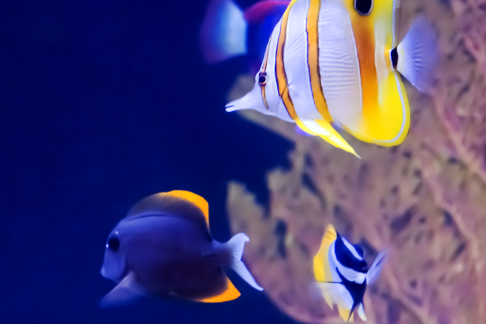Butterfly fish (Chaetodontidae)