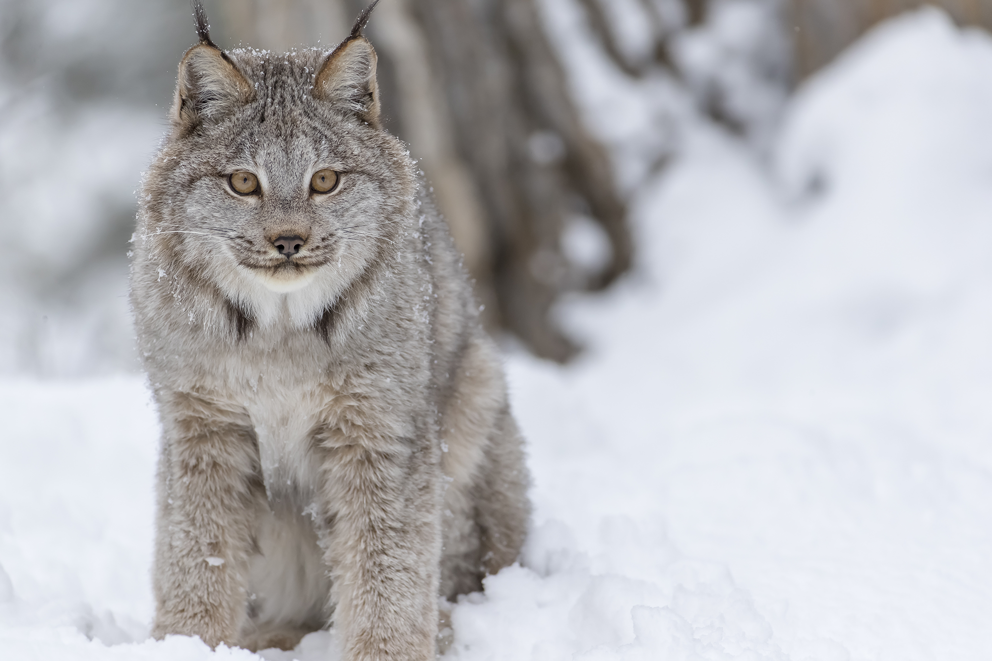 Canadian Lynx (Lynx canadensis)