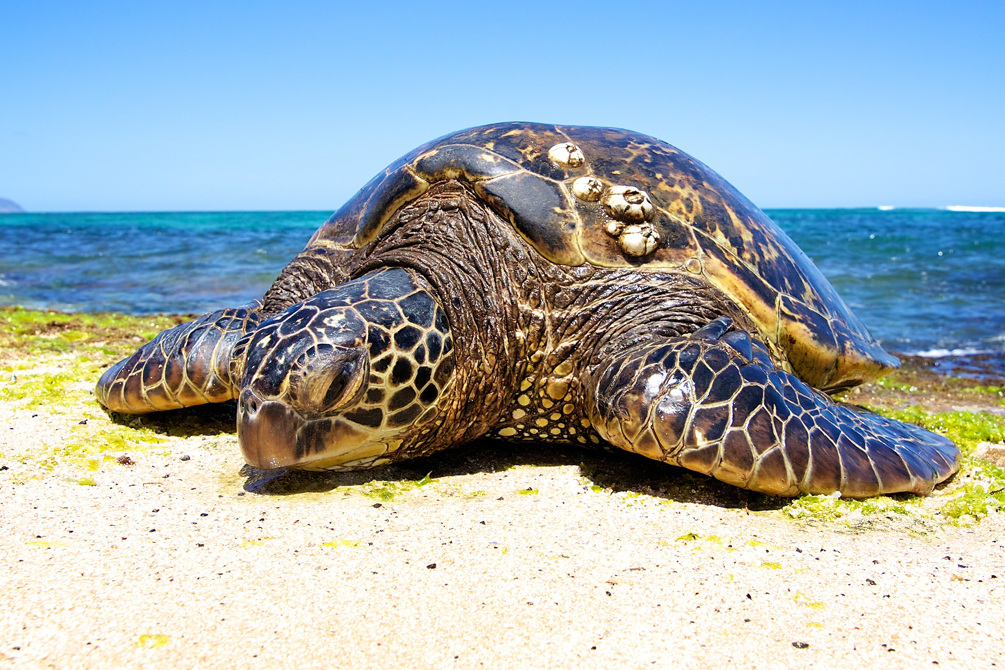 Green Sea Turtle (Chelonia mydas)
