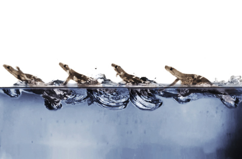 Image of geckos on water