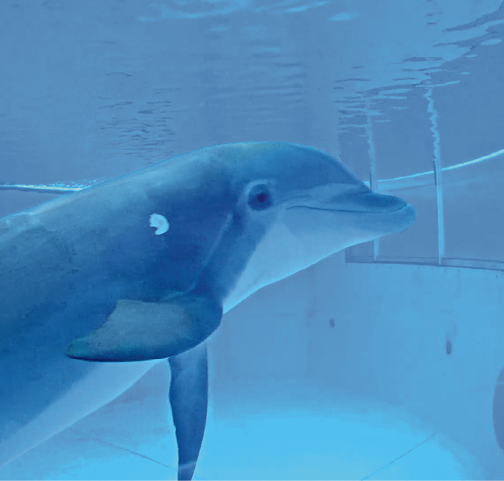 bottlenose dolphin interacting with an underwater touchscreen.