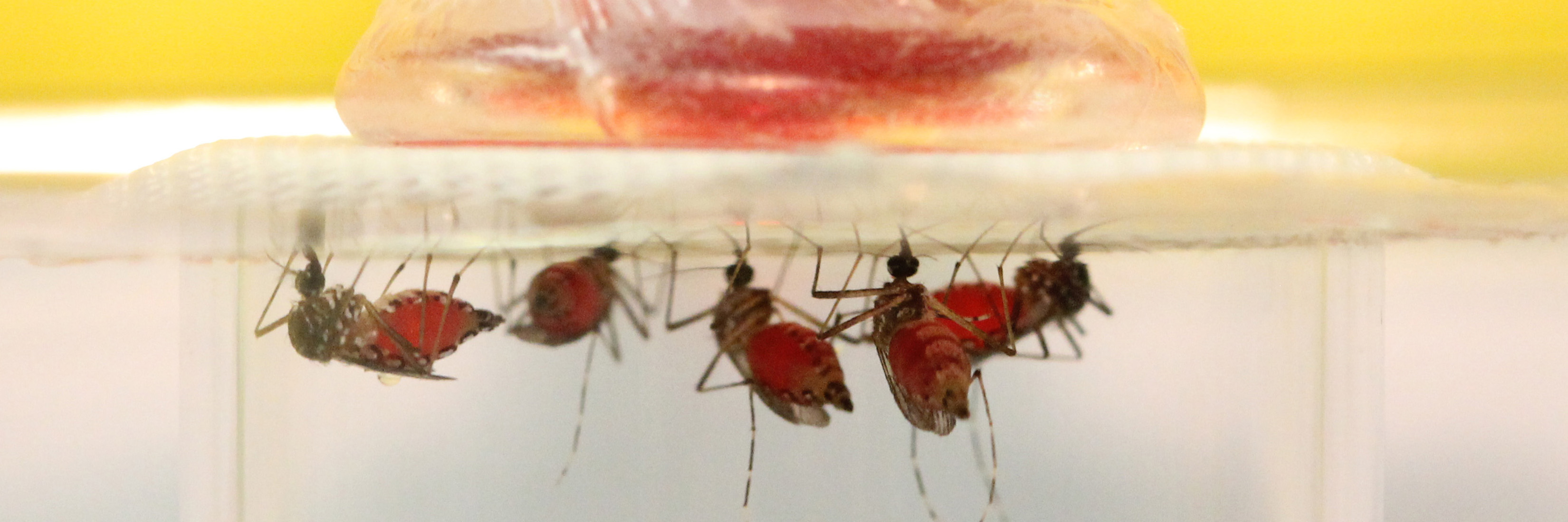 Aedes aegypti on a membrane feeder